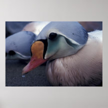 make king eider bird poster