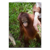Making Friends wildlife card