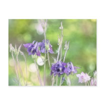 Making Seeds - Blue Columbines Post Card