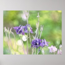 Making Seeds - Blue Columbines Poster