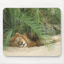 Mala Mala Reserve, Mpumalanga Province, South Mousepad