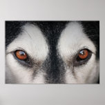 Malamute Dog Brown Eyes Poster