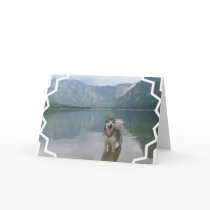Malamute Dog Greeting Card
