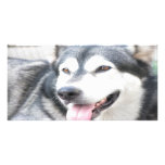 Malamutte pet dog photo card plantilla para tarjeta de foto