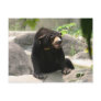 Malaya sun bear postcards