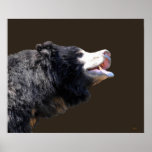 Malayan Sun Bear Posters