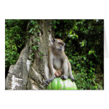 Malaysian monkey cards