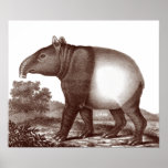 Malaysian Tapir in a Landscape from Antique Print