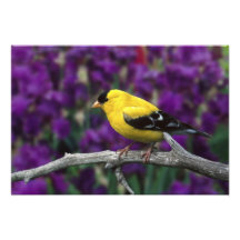 Male, American Goldfinch in summer plumage, Photograph