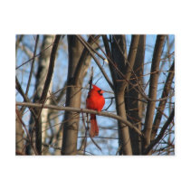 Male and female Cardinal Postcard
