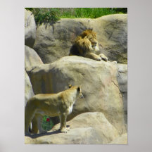 male and female lion posters