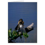 Male Anhinga, sunning Cards