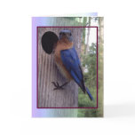 Male Bluebird Card