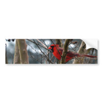 Male Cardinal Concentrating Bumper Stickers