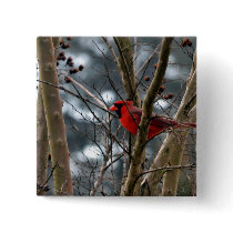 Male Cardinal Concentrating Buttons