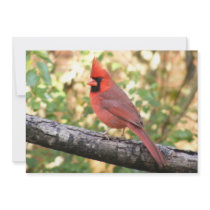 MALE CARDINAL PERSONALIZED INVITES