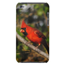 Male Cardinal iPod Case-Mate Case