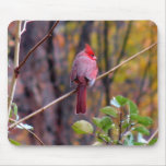 Male Cardinal Mousepad
