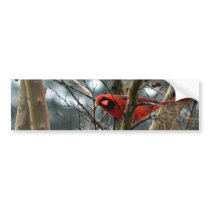 Male Cardinal Playing Funny Bumper Stickers