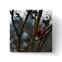 Male Cardinal still Playing Funny Pin