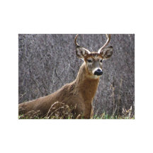 Mâle de cerf de Virginie Toile Tendue Sur Châssis
