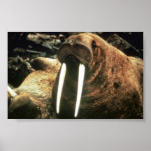 Mâle de morse posters