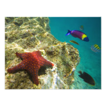 Mâle de Wrasse d'arc-en-ciel de Cortez et femelle  Tirages Photo