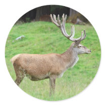 male deer round sticker