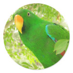 Male Eclectus Parrot