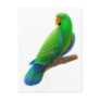 Male Eclectus Postcard