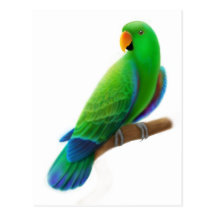 Male Eclectus Postcard