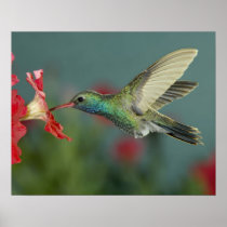male feeding on Petunia, Madera Canyon, Arizona,