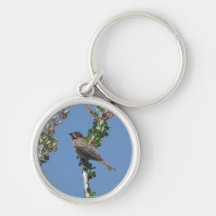 Male House Finch on Ocotillo Key Chain