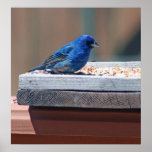 Male Indigo Buntiing Poster