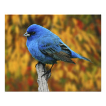 Male Indigo Bunting, Passerina cyanea