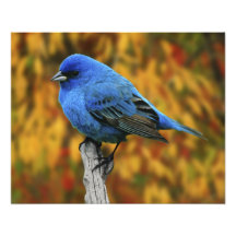 Male Indigo Bunting, Passerina cyanea Photographic Print