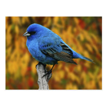 Male Indigo Bunting, Passerina cyanea Post Cards