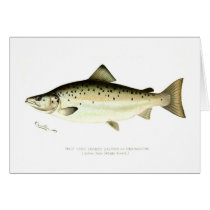 Male Land-locked Salmon or Quaniche Cards