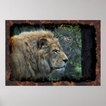 Male Lion Big Cat Wildlife-lover Photo Art Poster