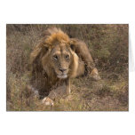 Male Lion Cards