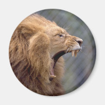 Male Lion Magnet