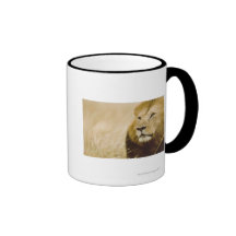Male lion (Panthera leo) portrait, Masai Mara, Mugs