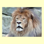 Male Lion posters