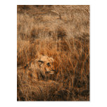 Male lion wild animal safari postcards