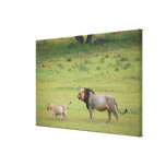 male lion with cub, Panthera leo, Kgalagadi Stretched Canvas Print