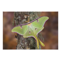 Male Luna Silk Moth of North American Photo Art