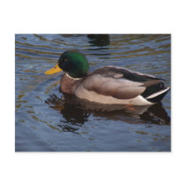 Male Mallard Duck Post Cards