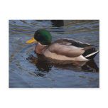 Male Mallard Duck postcards