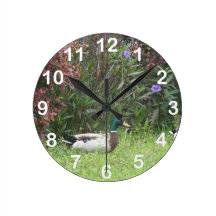 Male Mallard Ducks Wall Clock