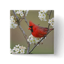 Male Northern Cardinal among pear tree Buttons